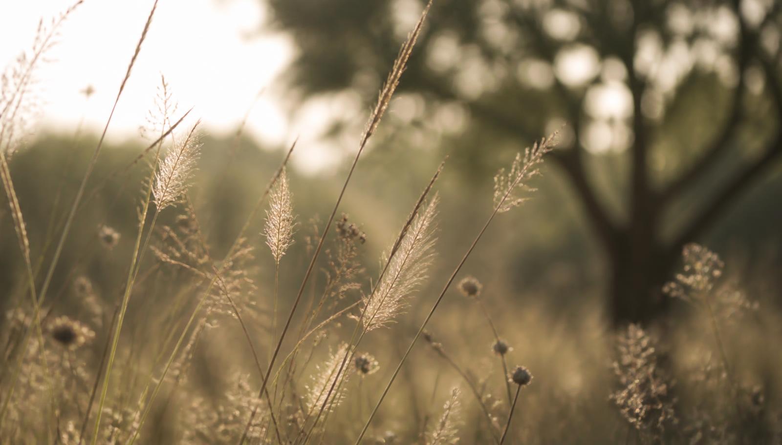 Backlit grasses in warm light